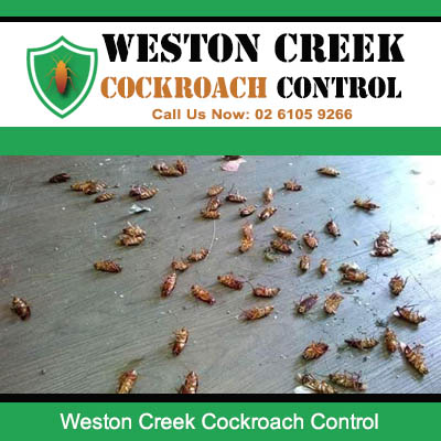 Large number of dead cockroaches and nymphs scattered across floor surface after pest control treatment in Weston Creek