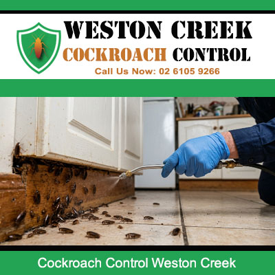 Close up of heavy cockroach infestation with debris and droppings discovered at damaged door frame base and tiled floor in Weston Creek ACT